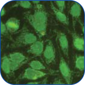 Citoplásmico/mitocondrial