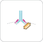 IIF Assay procedure - Step 1